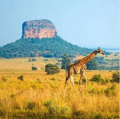 Safari Big Five Tanzanie — Noussouki Travel