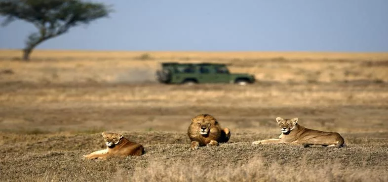 Safari grande migration Sud — Noussouki Travel