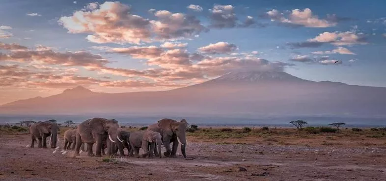 Safari grande migration Nord et Zanzibar — Noussouki Travel