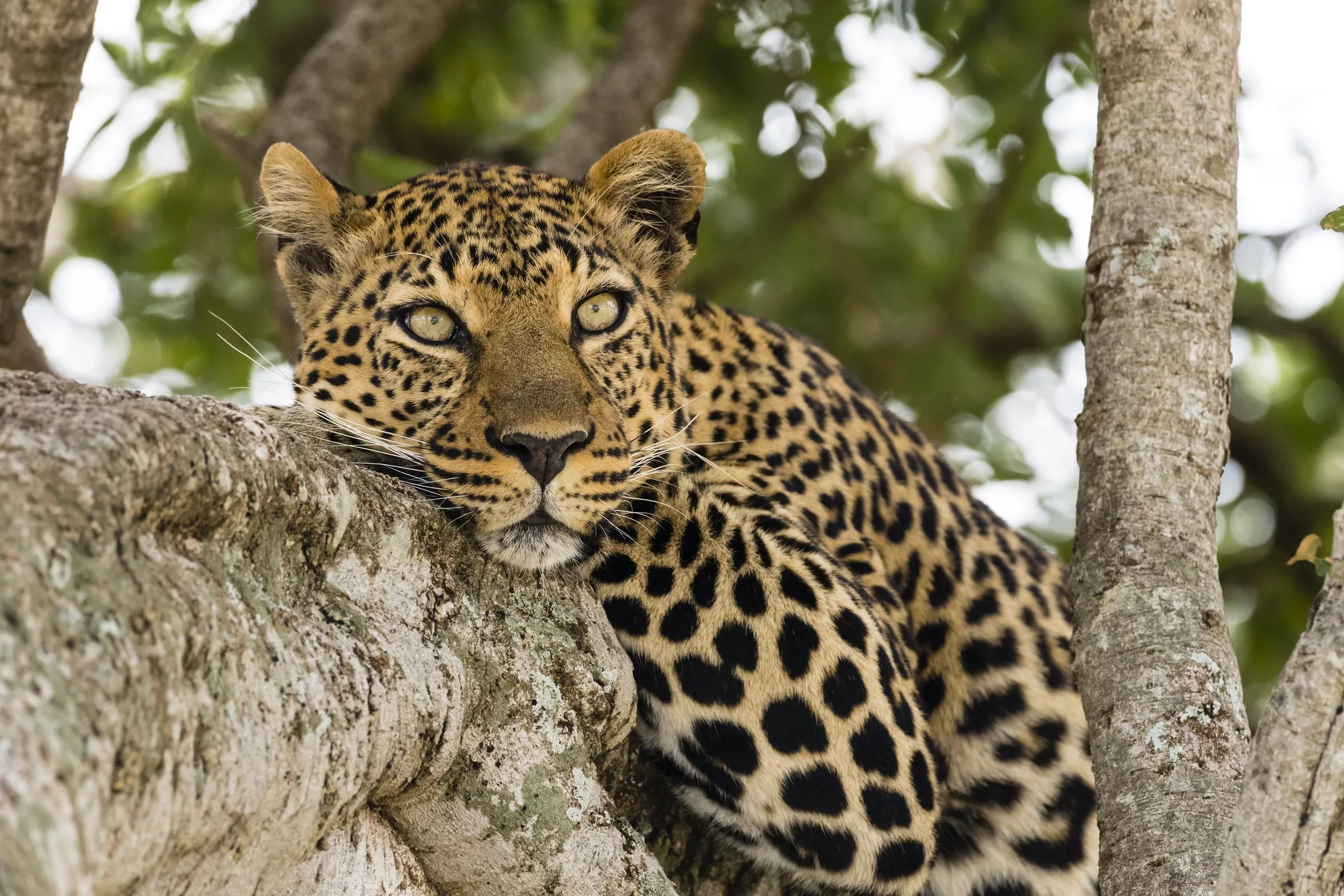 Safari grande migration Nord — Noussouki Travel