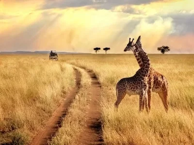 Safari et Découverte — Noussouki Travel