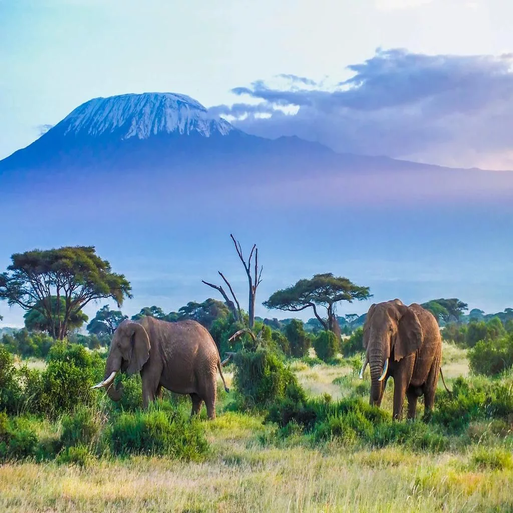 Safari grande migration Sud et Zanzibar — Noussouki Travel